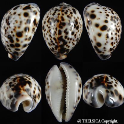 Cypraea tigris pardalis..Top pattern ... 71.19 mm Gem-69891