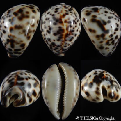 Cypraea tigris pardalis..Top pattern ... 76.67 mm Gem-69905