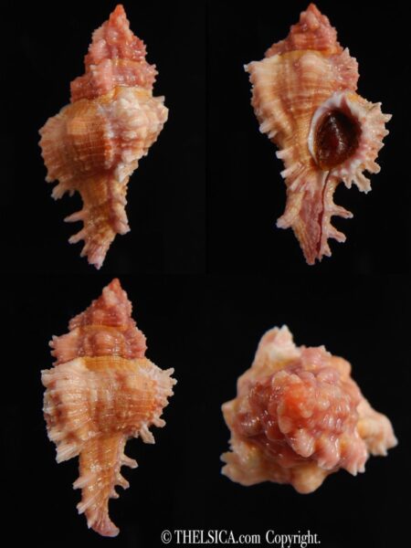 Chicoreus lorenzi 41.22 mm Gem-0