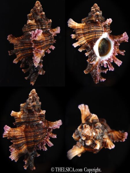 Chicoreus maurus steriae 76.80 mm Gem-0