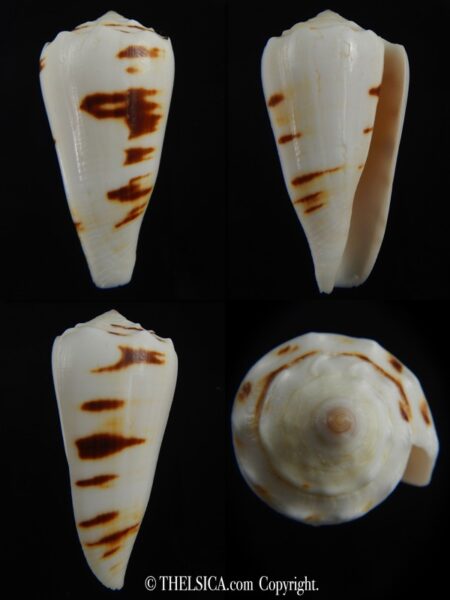 Conus marmoreus crosseanus "batarde" 50.32 mm F+++/Gem-0
