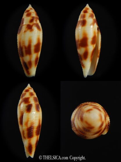 Conus mitratus 31.40 mm Gem-0