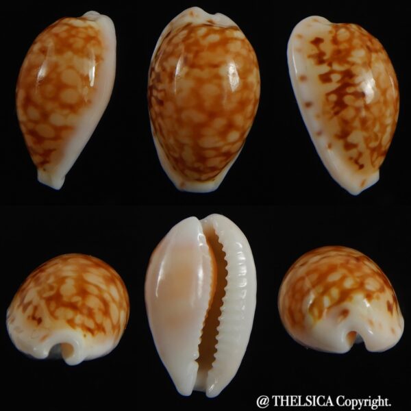 Cribrarula comma toliaraensis .. Nigerisante ... 20.75 mm Gem-0