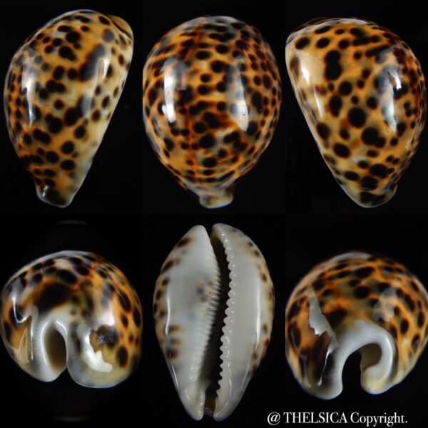 Cypraea tigris pardalis 83.10 mm Gem -0