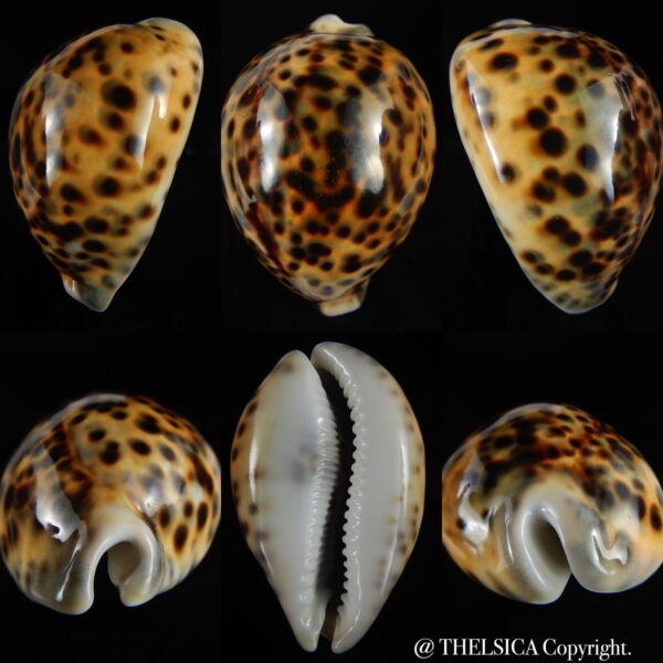 Cypraea tigris pardalis 84,31 mm Gem-0