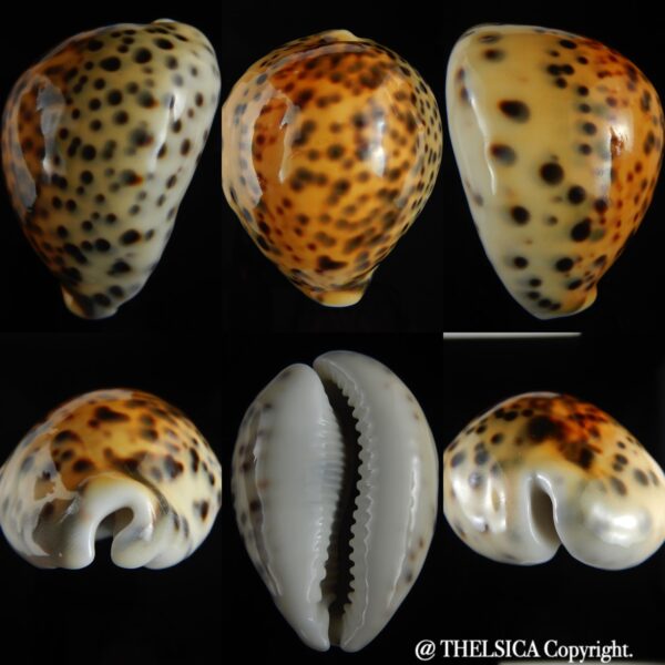 Cypraea tigris pardalis incana 83.57 mm Gem-0