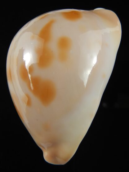 Zoila venusta roseopunctata ... Ginger/GOLDEN ... 73.69 mm Gem (-)-69977