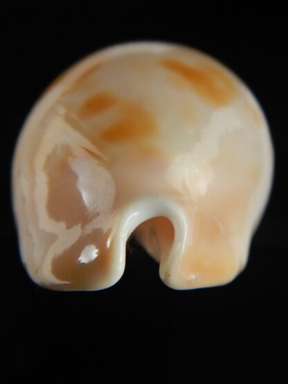 Zoila venusta roseopunctata ... Ginger/GOLDEN ... 73.69 mm Gem (-)-69978