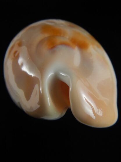 Zoila venusta roseopunctata ... Ginger/GOLDEN ... 73.69 mm Gem (-)-69980