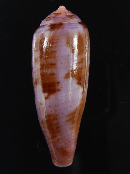 Splinoconus viola 35.20 mm Gem-69993