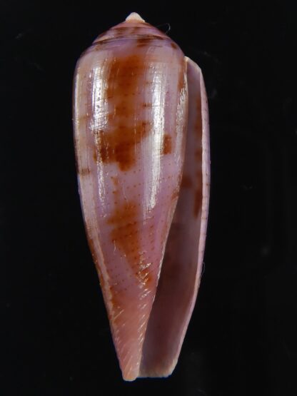 Splinoconus viola 35.20 mm Gem-69991