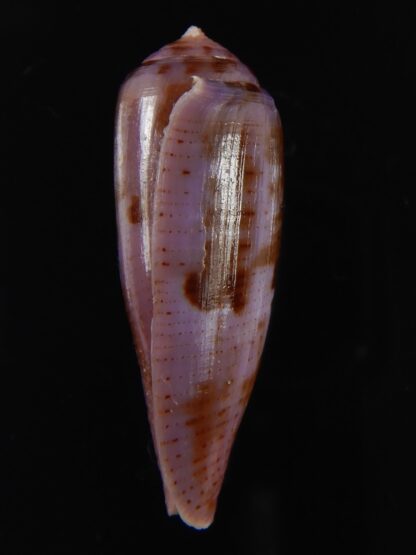 Splinoconus viola 35.20 mm Gem-69992