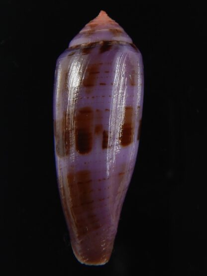 Splinoconus viola 35.06 mm Gem-69985