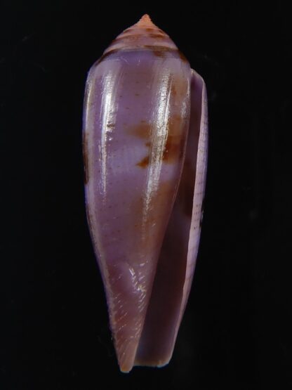 Splinoconus viola 35.06 mm Gem-69983