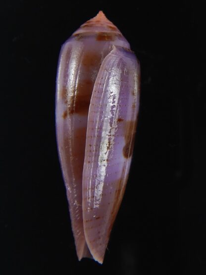 Splinoconus viola 35.06 mm Gem-69982