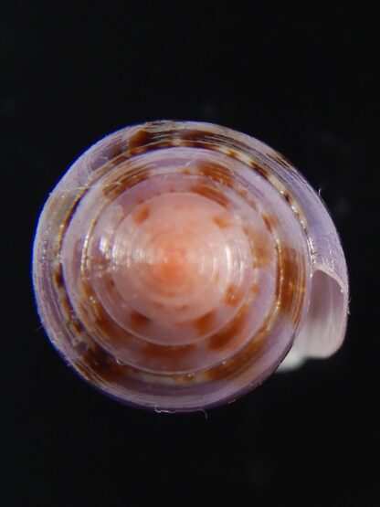 Splinoconus viola 35.06 mm Gem-69984