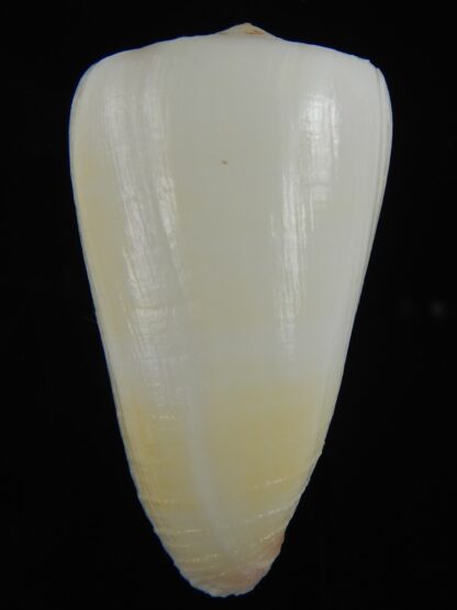 Vitulinoconus planorbis... Albino... 61.71 mm Gem-70005