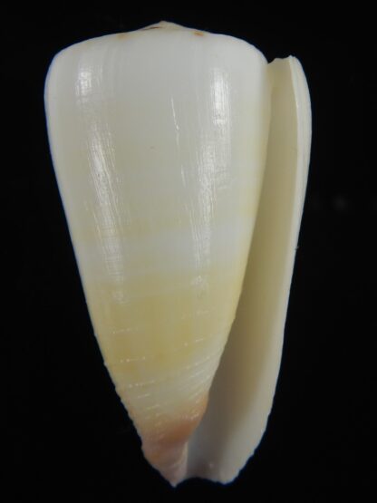 Vitulinoconus planorbis... Albino... 61.71 mm Gem-70004