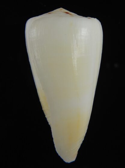 Vitulinoconus planorbis... Albino... 61.71 mm Gem-70003