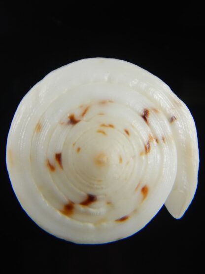 Vitulinoconus planorbis... Albino... 61.71 mm Gem-70002