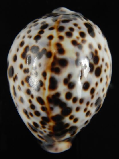 Cypraea tigris pardalis..Top pattern ... 71.19 mm Gem-69892