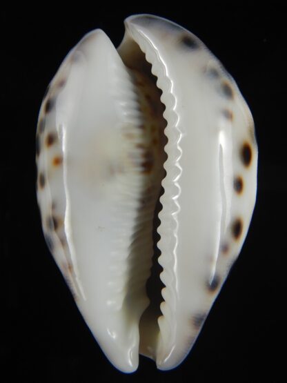 Cypraea tigris pardalis..Top pattern ... 71.19 mm Gem-69888