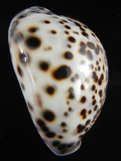 Cypraea tigris pardalis..Top pattern ... 71.19 mm Gem-69889