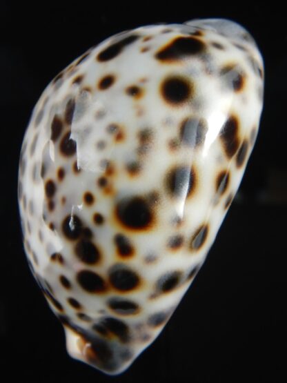 Cypraea tigris pardalis..Top pattern ... 71.19 mm Gem-69893