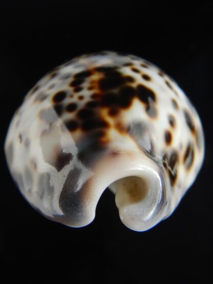 Cypraea tigris pardalis..Top pattern ... 71.19 mm Gem-69887