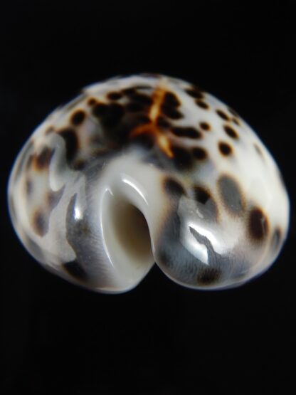 Cypraea tigris pardalis..Top pattern ... 71.19 mm Gem-69890