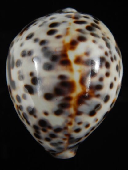 Cypraea tigris pardalis..Top pattern ... 76.67 mm Gem-69907