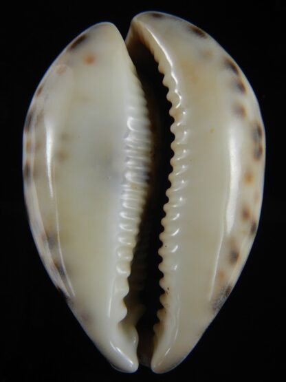 Cypraea tigris pardalis..Top pattern ... 76.67 mm Gem-69909