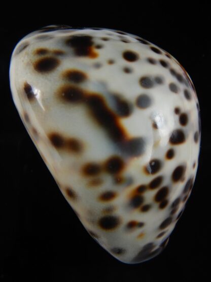 Cypraea tigris pardalis..Top pattern ... 76.67 mm Gem-69903