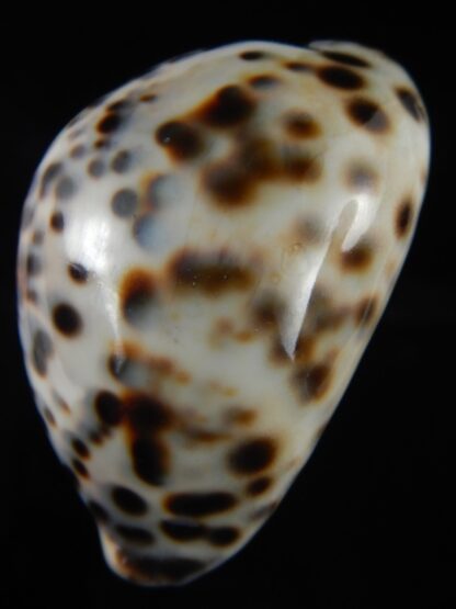 Cypraea tigris pardalis..Top pattern ... 76.67 mm Gem-69906