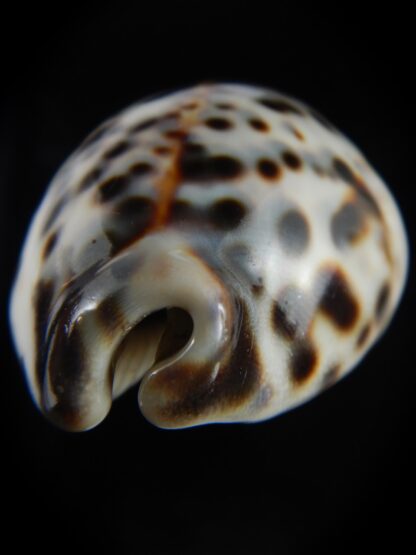 Cypraea tigris pardalis..Top pattern ... 76.67 mm Gem-69908