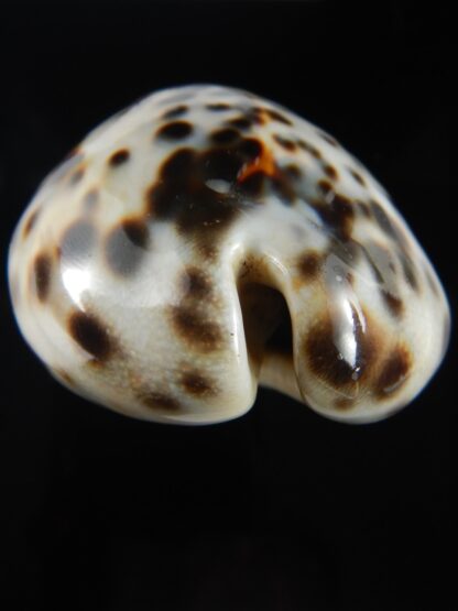 Cypraea tigris pardalis..Top pattern ... 76.67 mm Gem-69904