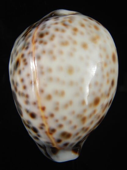 Cypraea tigris pardalis..Top pattern ... 63.35 mm Gem-69872