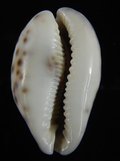 Cypraea tigris pardalis..Top pattern ... 63.35 mm Gem-69875