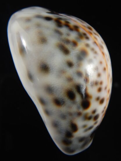 Cypraea tigris pardalis..Top pattern ... 63.35 mm Gem-69874