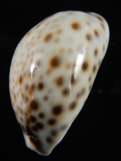 Cypraea tigris pardalis..Top pattern ... 63.35 mm Gem-69878