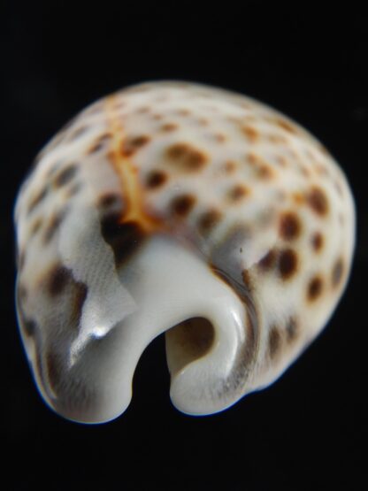 Cypraea tigris pardalis..Top pattern ... 63.35 mm Gem-69876