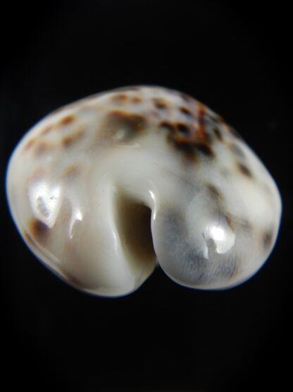 Cypraea tigris pardalis..Top pattern ... 63.35 mm Gem-69873