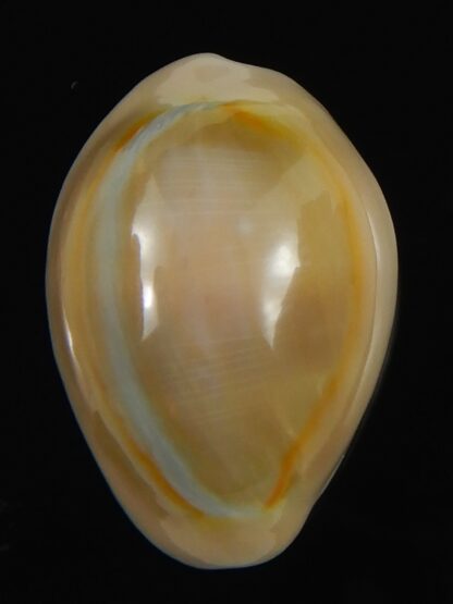 Monetaria annulus ..SP colour .. 24.49 mm Gem-70062