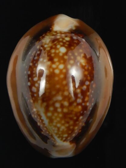 Monetaria caputserpentis 29.36 mm Gem-70111