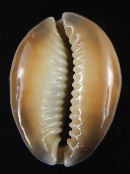 Monetaria caputserpentis 29.36 mm Gem-70112