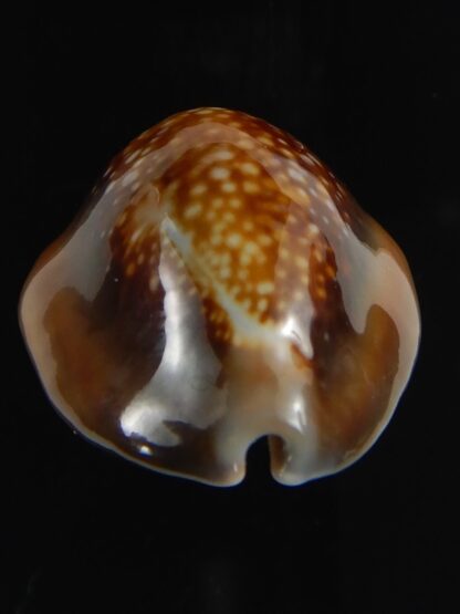 Monetaria caputserpentis 29.36 mm Gem-70114