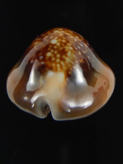 Monetaria caputserpentis 29.36 mm Gem-70116