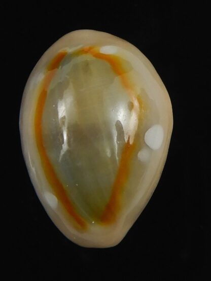 Monetaria annulus alboguttata 21.10 mm Gem-70083