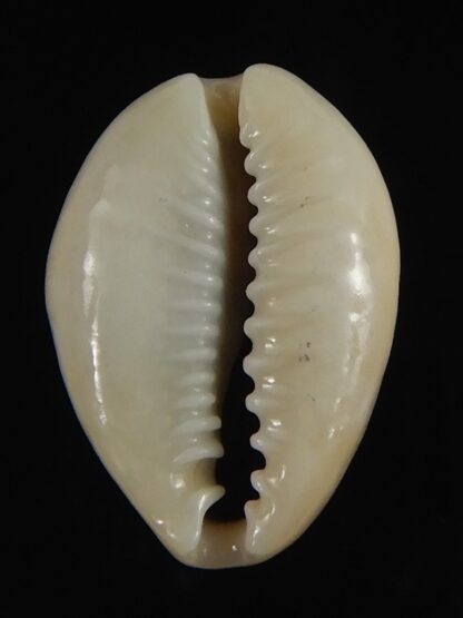 Monetaria annulus alboguttata 21.10 mm Gem-70086