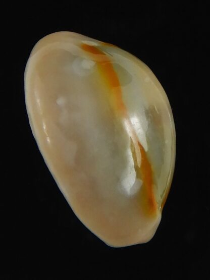 Monetaria annulus alboguttata 21.10 mm Gem-70087